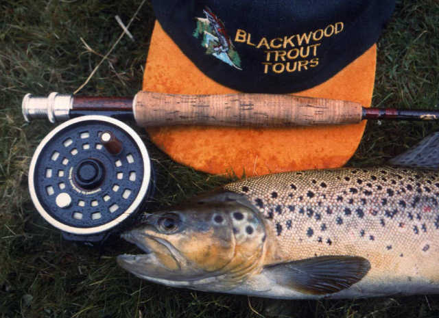 Tassie Brown Trout